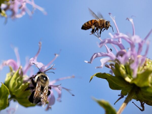 pollinators, bumblebees, bees-7982752.jpg