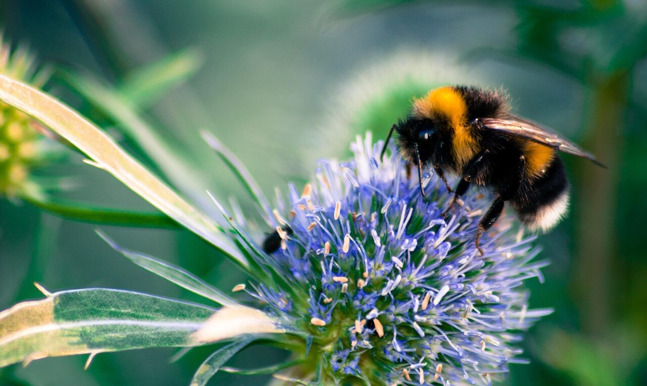 macro, bumblebee, blossom, bloom, purple, close up, insect, insects, pollination, field hummel, nature, summer-1584392.jpg