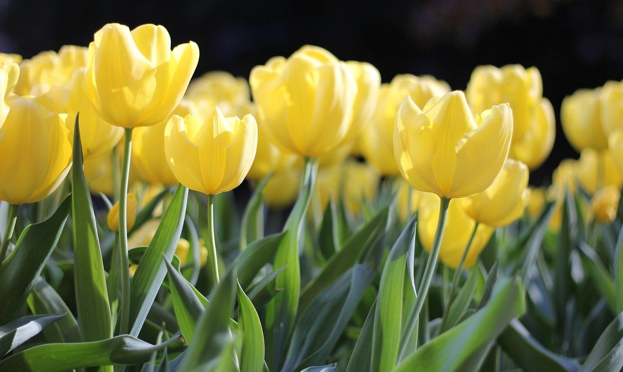 tulips, yellow, spring