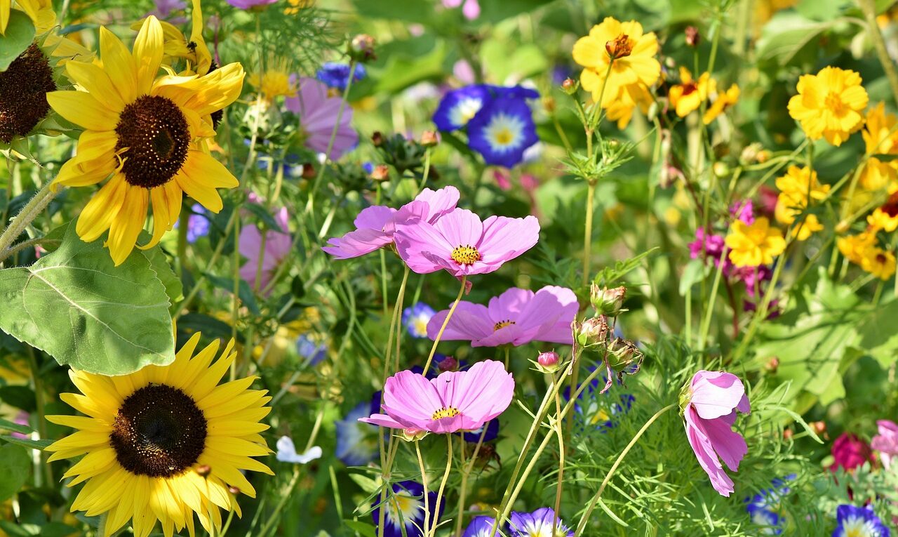 flowers, meadow, flower background-3598555.jpg