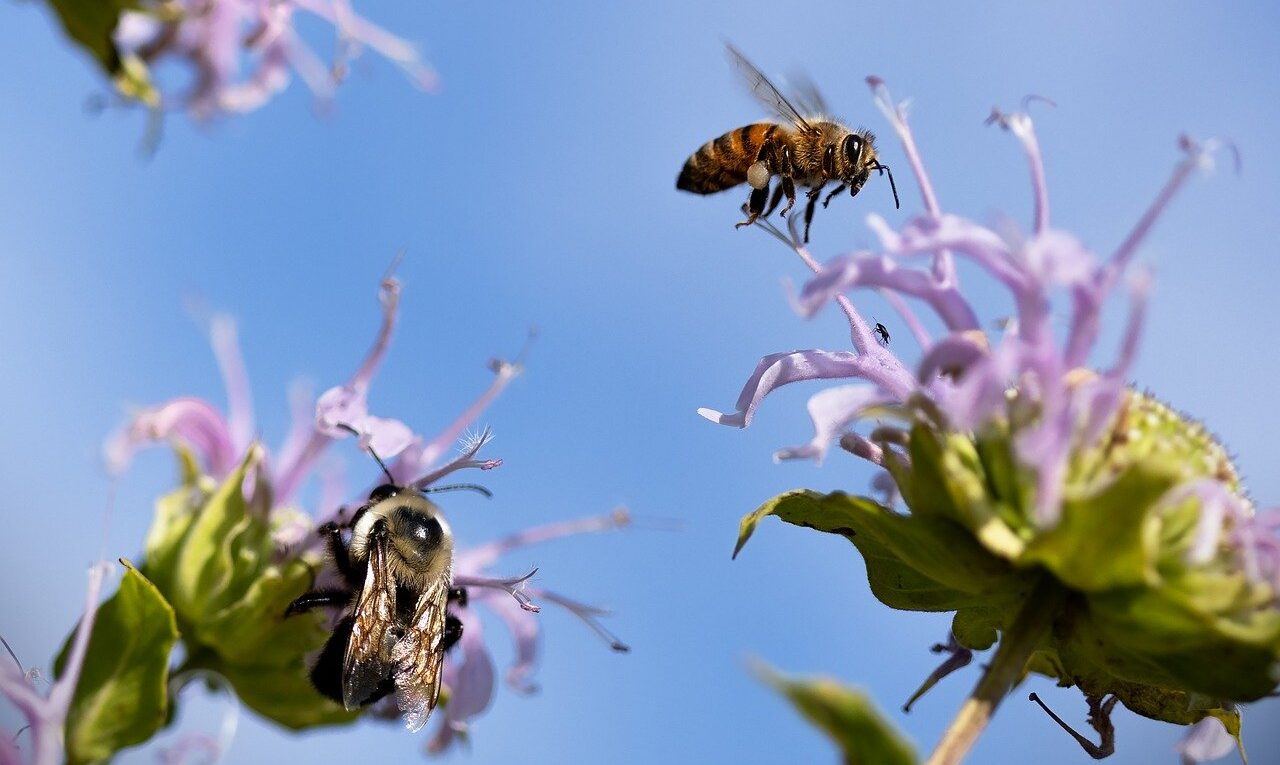 pollinators, bumblebees, bees-7982752.jpg