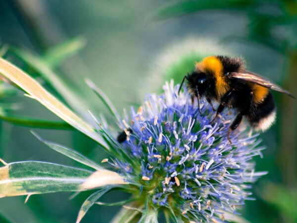 macro, bumblebee, blossom, bloom, purple, close up, insect, insects, pollination, field hummel, nature, summer-1584392.jpg