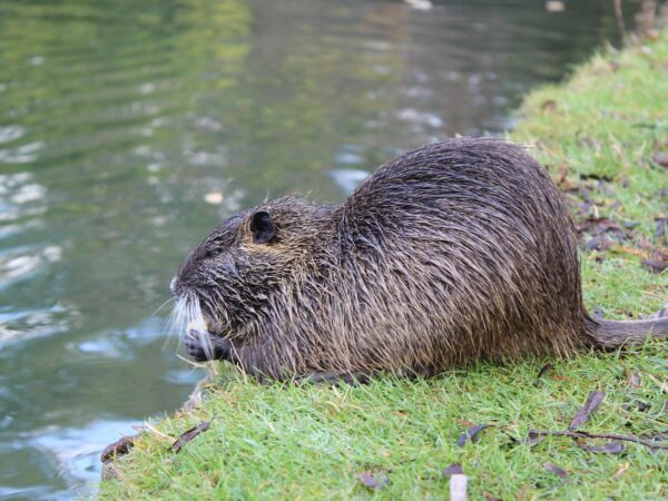 beaver, pond, nature, animal-2860796.jpg